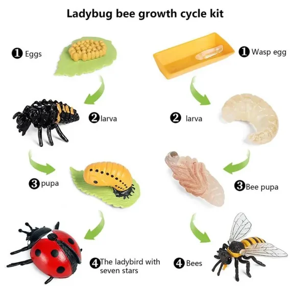 8 Piece Ladybug Life Cycle Learning Kit 5 | PricZone