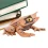 Realistic Frog Action Figure – Bath and Education Toy