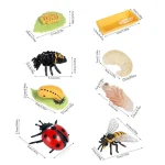 8 Piece Ladybug Life Cycle Learning Kit 6 | PricZone