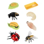 8 Piece Ladybug Life Cycle Learning Kit 1 | PricZone