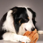 Durable Roast Chicken Toy for Heavy Chewer Dogs 4 | PricZone