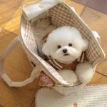 Portable Puppy Dog Carrier Bag for Small Pets 4 | PricZone