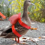 Adjustable Angel Wings Harness and Leash for Cats Ducks 2 | PricZone