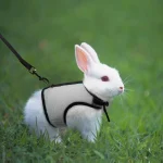 Soft Mesh Rabbit Harness and Leash Set for Pets 1 | PricZone