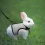 Soft Mesh Rabbit Harness and Leash Set for Pets