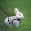 Soft Mesh Rabbit Harness and Leash Set for Pets