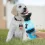 Portable Dog Water Bottle Travel Dispenser for Pets