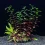 Artificial Aquarium Plants – Plastic Aquatic Decor