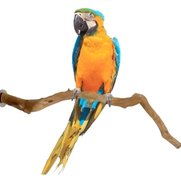 Natural Wooden Bird Perch for Parrots Cage Stand 2 | PricZone Natural Wooden Bird Perch for Parrots Cage Stand 2 | PricZone