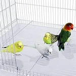 10 Pack Aviary Breeding Cages for Lovebirds  Finches 4 | PricZone