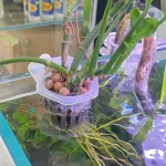 2Pcs Hanging Aquarium Plant Holder Adjustable Fish Tank Planter Cups Planter Cups For Aquascape Decorations 1