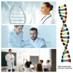 DNA Double Helix Model Kit for Kids 4