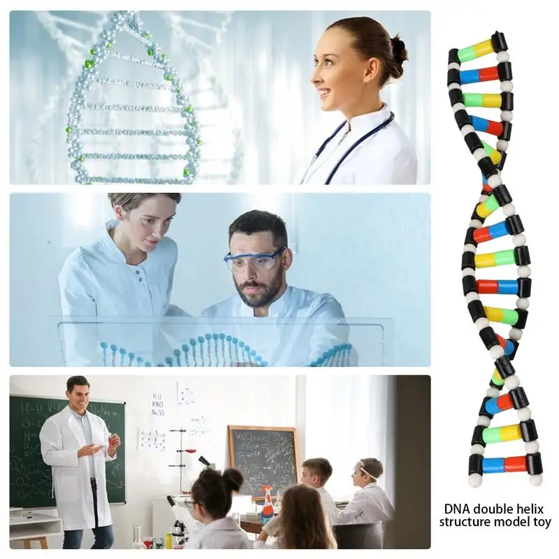 DNA Double Helix Model Kit for Kids 4 DNA Double Helix Model Kit for Kids 4