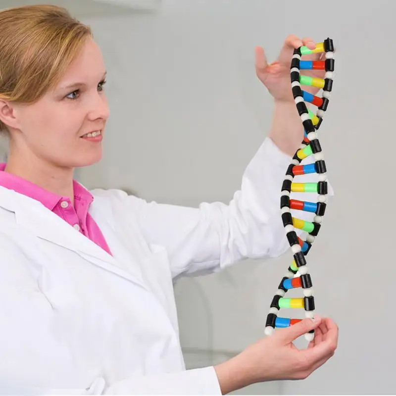 DNA Double Helix Model Kit for Kids 1 DNA Double Helix Model Kit for Kids 1