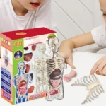Transparent Kids Human Anatomy Science Kit 3