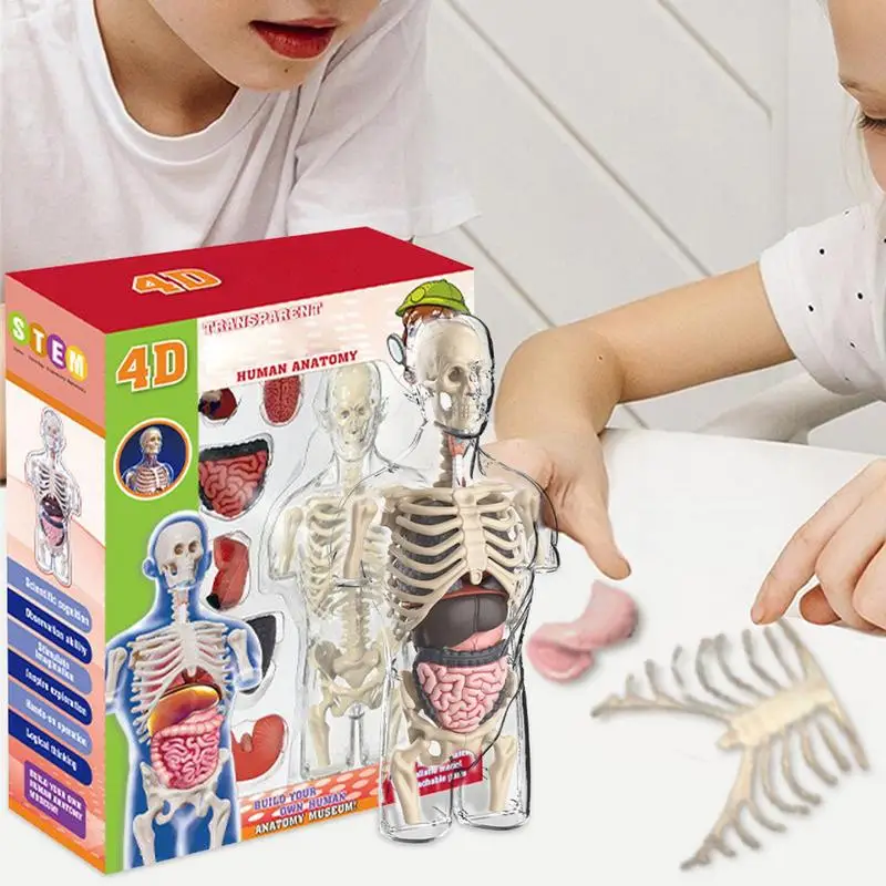 Transparent Kids Human Anatomy Science Kit 3 Transparent Kids Human Anatomy Science Kit 3