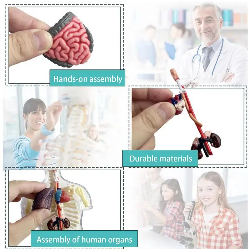 Transparent Kids Human Anatomy Science Kit 5 Transparent Kids Human Anatomy Science Kit 5