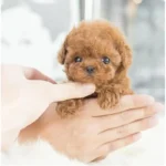 Realistic Plush Simulation Smart Dog Children Toy Can Walking And Call Electric Plush Robot Pet Dog Toddler Christmas Gift 0-3 3