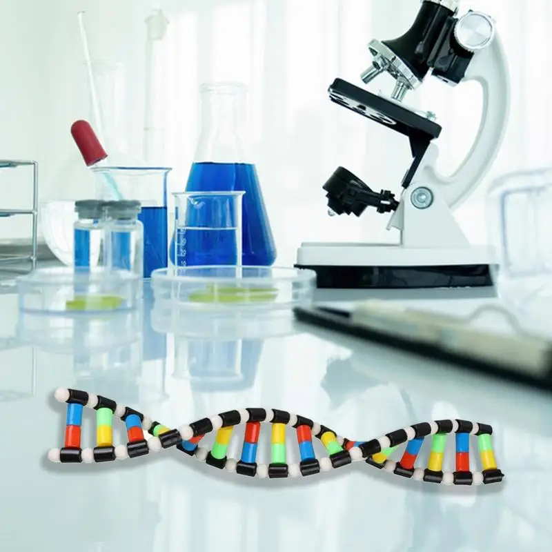 DNA Double Helix Model Kit for Kids 3 DNA Double Helix Model Kit for Kids 3