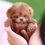 Realistic Plush Simulation Smart Dog Children Toy Can Walking And Call Electric Plush Robot Pet Dog Toddler Christmas Gift 0-3 4
