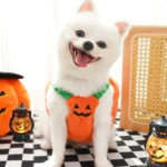 Halloween Dog Costumes Comical Outfits 4