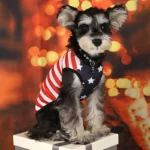 American Flag Dog Bandana & Bow Tie Set 6