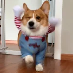 Funny Dog Chucky Costume Pet Halloween Outfit 4