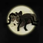 Spider Pet Costume for Dogs and Cats 5