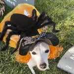 Spider Pet Costume for Dogs and Cats 3