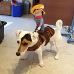 Funny Cowboy Dog Costume for Halloween 3