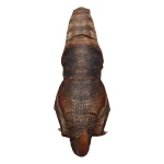 Adult T Rex Inflatable Dinosaur Costume 4