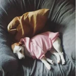 Warm Dog Hoodie Jacket for Small and Large Dogs 3