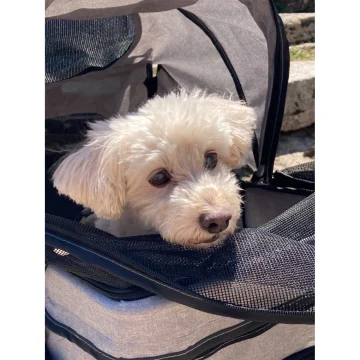 Wedyvko 3 Wheel Foldable Pet Stroller Carrier 2