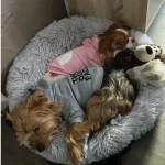 Warm Dog Hoodie Jacket for Small and Large Dogs 2