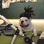 Funny Dog Cosplay Wig Fashion Headwear Apparel Toy Pet 3 | PricZone