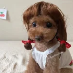 Funny Dog Cosplay Wig Fashion Headwear Apparel Toy Pet 6 | PricZone