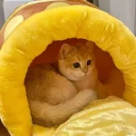 Honey Jar Cat Bed Warm Soft and Comfortable for Autumn 3 | PricZone Honey Jar Cat Bed Warm Soft and Comfortable for Autumn 3 | PricZone