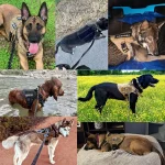 Large Dog Harness and Leash Set Pet German Shepherd 6 | PricZone Large Dog Harness and Leash Set Pet German Shepherd 6 | PricZone