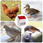Large Durable Metal Automatic Poultry Feeder 8 | PricZone Large Durable Metal Automatic Poultry Feeder 8 | PricZone
