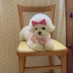 Cute Plaid Rabbit Cape Pet Scarf for Cats and Dogs 4 | PricZone