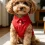 Solid Color Polo Shirt Puppy Thin Breathable Pet Vest
