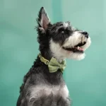 Extra Small Dog Harness Collar and Leash Set with Bowtie 5 | PricZone Extra Small Dog Harness Collar and Leash Set with Bowtie 5 | PricZone