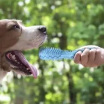 Dog Teething Toy Chew Stick Bite Resistant Fun Leak Proof 4 | PricZone