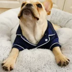 Soft Silk Pet Pajamas for Small Dogs and Cats 6 | PricZone Soft Silk Pet Pajamas for Small Dogs and Cats 6 | PricZone