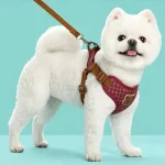 Lead Leash Set for SmallMedium Cat Vest Chest Strap Puppy 6 | PricZone