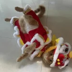 Chinese New Year Lion Dance Dog Costume for Puppy Pet 3 | PricZone