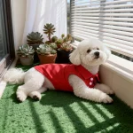 Solid Color Polo Shirt Puppy Thin Breathable Pet Vest 6 | PricZone Solid Color Polo Shirt Puppy Thin Breathable Pet Vest 6 | PricZone