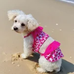 Pet Dog Lace Printed Camisole Dress for Daily Wear 4 | PricZone
