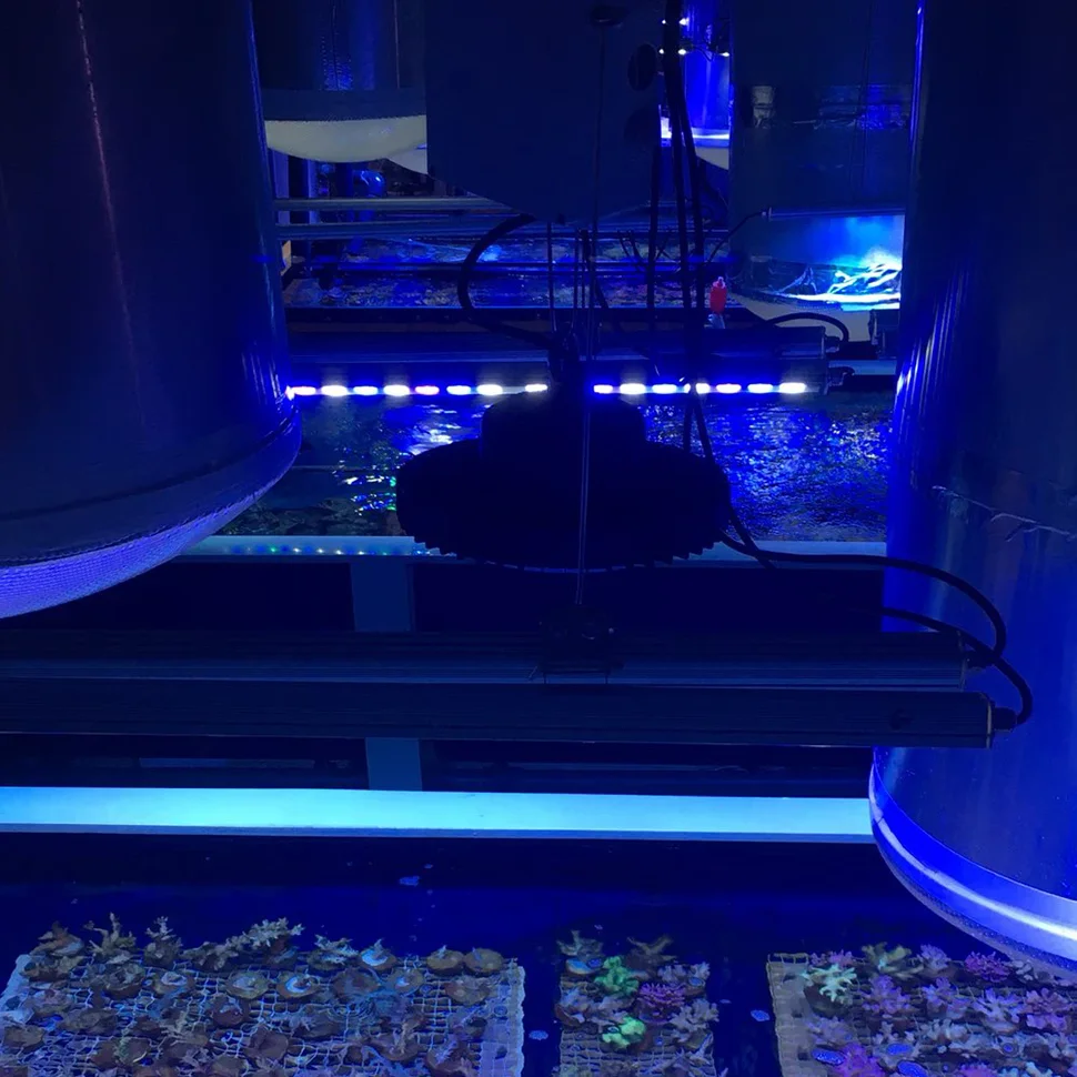 Populargrow 85Cm Light LED Strip Length 81W Aquarium Lamp 13