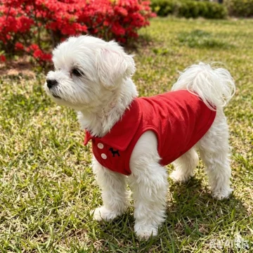 Solid Color Polo Shirt Puppy Thin Breathable Pet Vest 2